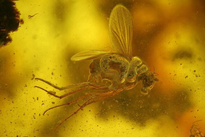 Detailed Fossil Fly (Diptera) In Baltic Amber #142221